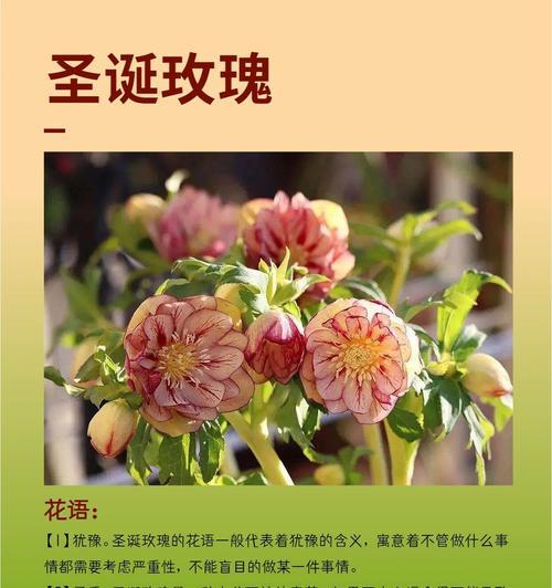 玫瑰花的正确养护方法有哪些？