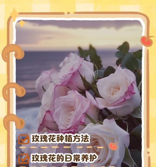 玫瑰花的正确养护方法有哪些？