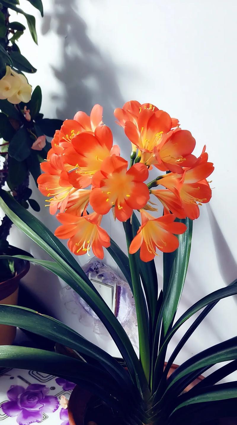 君子兰开花代表什么？其寓意和兆头是什么？