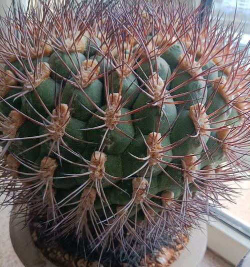 哪种仙人球品种会辣眼睛？