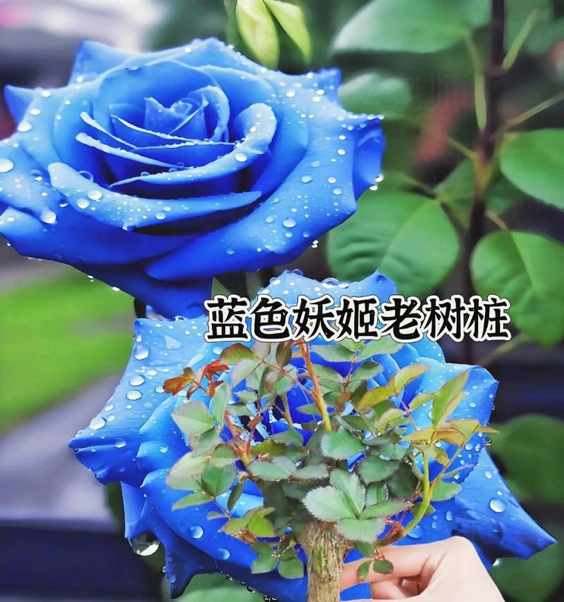 蓝色玫瑰花树苗的养护要点有哪些？