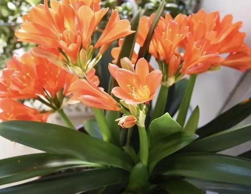 君子兰适合哪种花盆？如何选择合适的花盆？