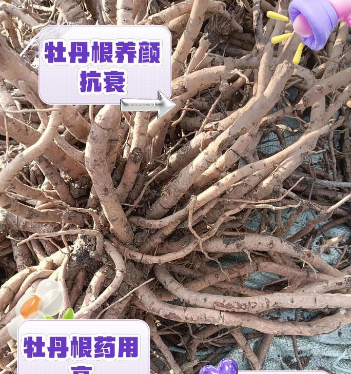 牡丹花地栽桩的正确栽种方法是什么？