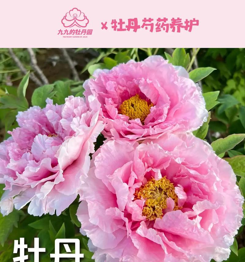 牡丹花地栽桩的正确栽种方法是什么？