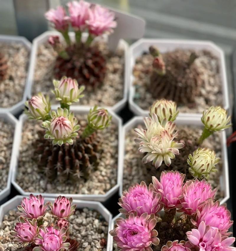 仙人球开花后应如何处理？