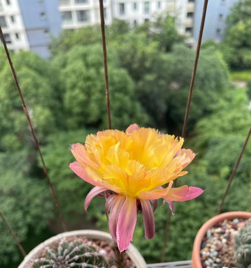 仙人球开花后应如何处理？
