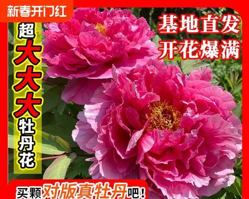 新手如何正确栽种牡丹花盆栽？