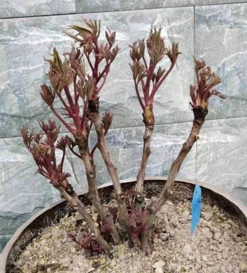 新手如何正确栽种牡丹花盆栽？