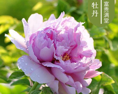 新手如何正确栽种牡丹花盆栽？
