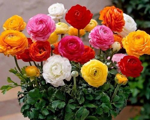重瓣花牡丹花如何养护才能顺利开花？