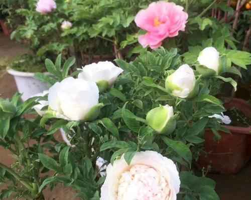 重瓣花牡丹花如何养护才能顺利开花？
