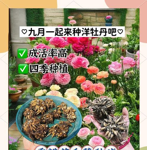 重瓣花牡丹花如何养护才能顺利开花？