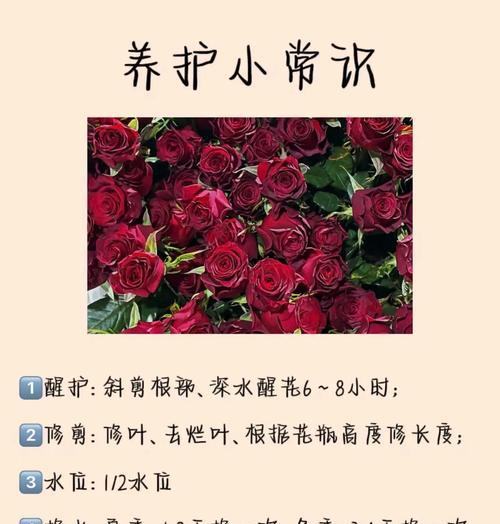 红玫瑰枯萎后为何还能复活？