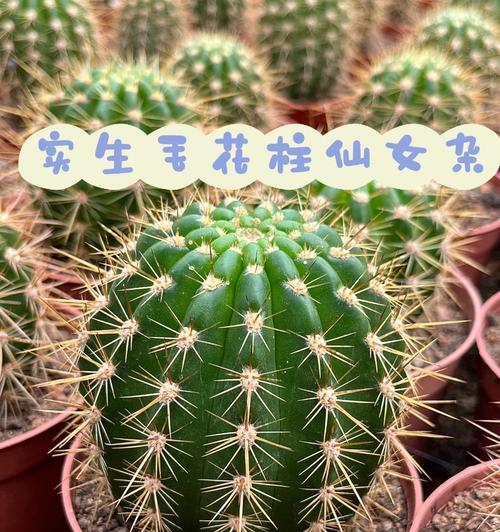 白鹅毛仙人球的养殖方法是什么？