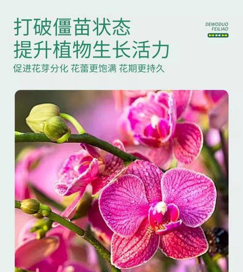 君子兰与蝴蝶兰混合种植的养护技巧？