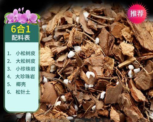 君子兰与蝴蝶兰混合种植的养护技巧？