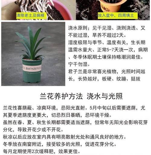 君子兰与蝴蝶兰混合种植的养护技巧？