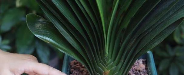 君子兰在红泥瓦盆中的种植方法？