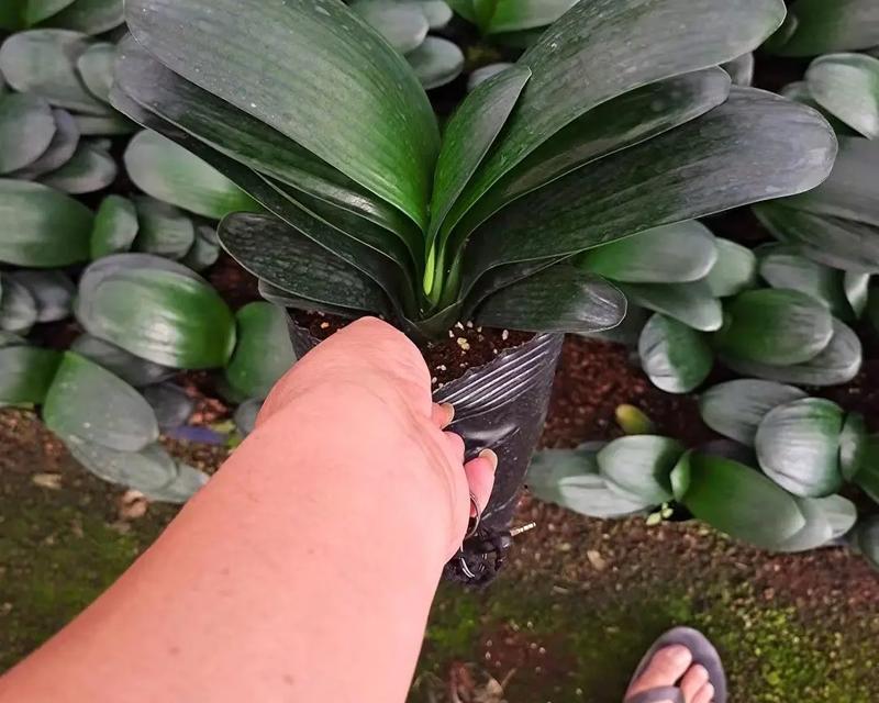 君子兰在红泥瓦盆中的种植方法？