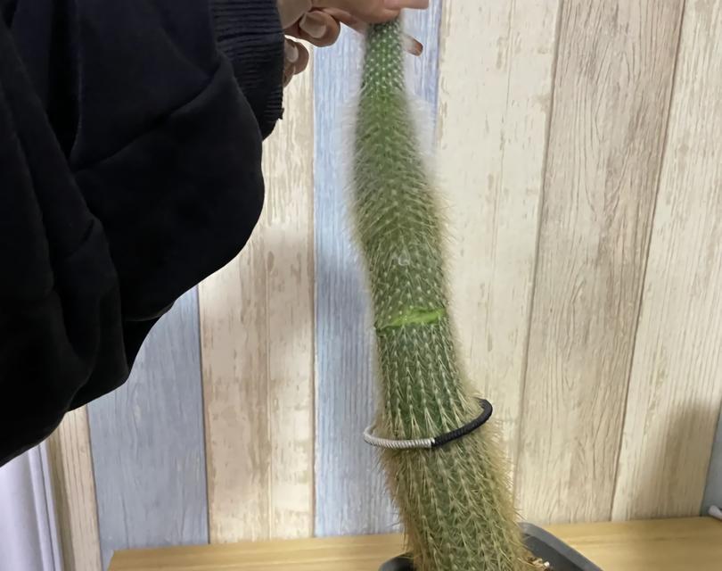 折断的仙人掌如何重新种植？