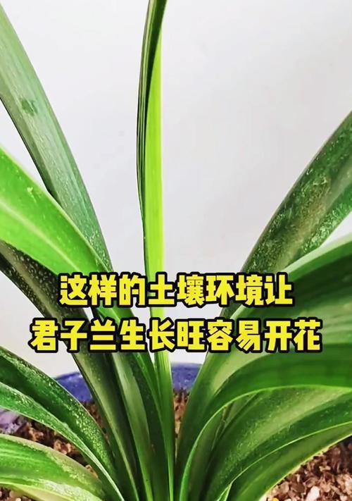 小毛兰君子兰适合哪种土壤栽培？