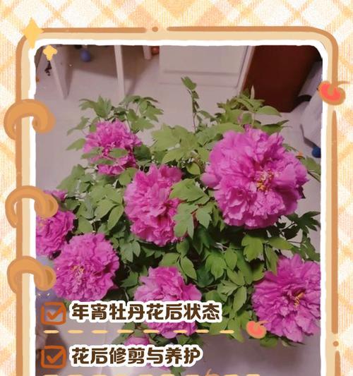 牡丹花在室外的养护方法是什么？