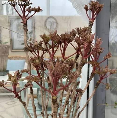 牡丹花在室外的养护方法是什么？