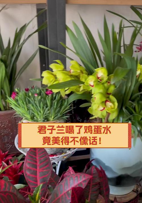 给君子兰喂鸡蛋会促进开花吗？