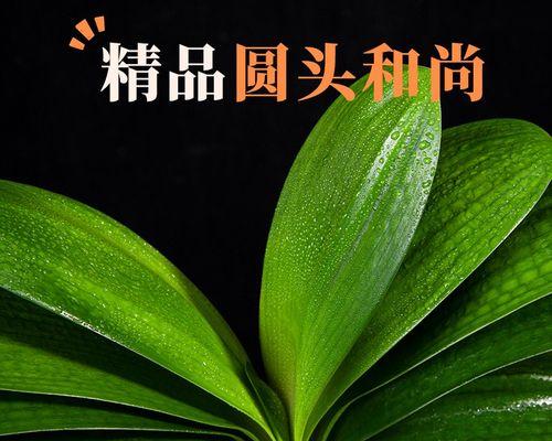 君子兰苗长花苞需要多长时间？
