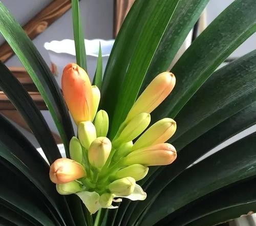 君子兰苗长花苞需要多长时间？