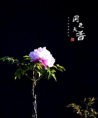 牡丹花可以使用白蛋白作为肥料吗？