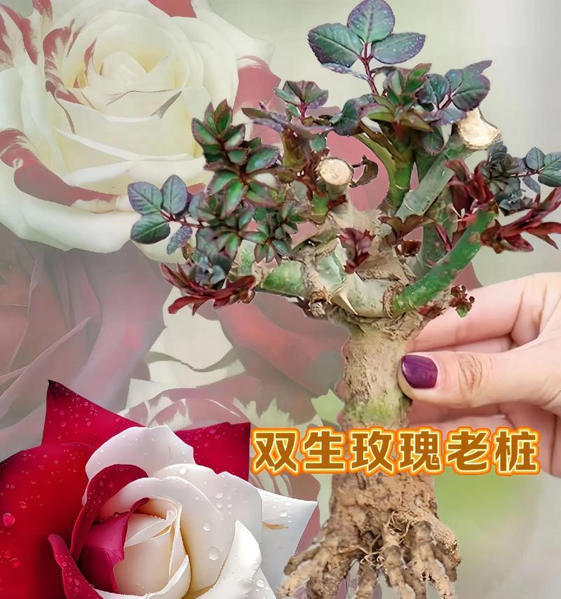 花多多玫瑰花怎么养？有哪些注意事项？