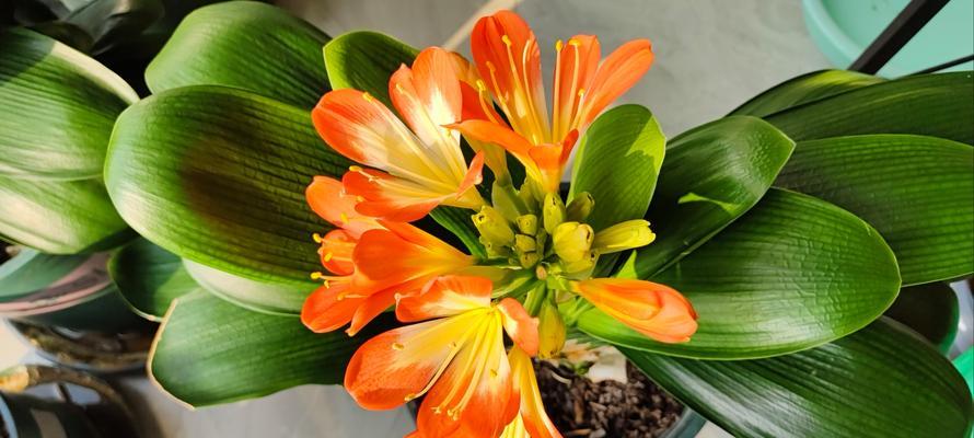 黄花硬壳君子兰开花的秘诀是什么？