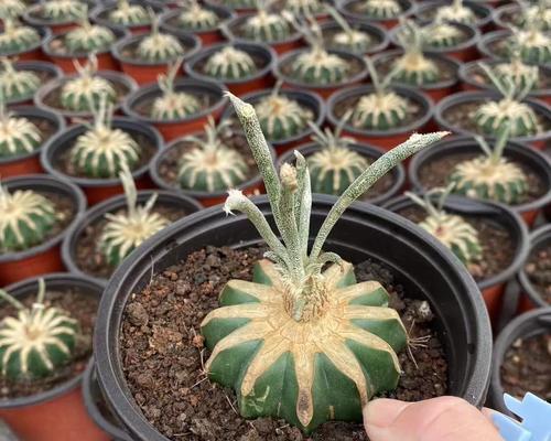 大仙人球嫁接哪种植物更美观？