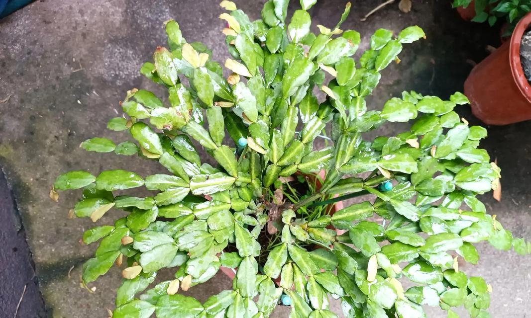 大仙人球嫁接哪种植物更美观？