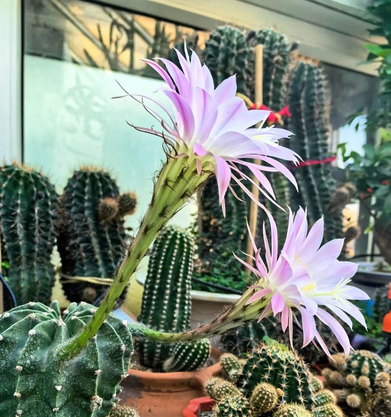 大仙人球嫁接哪种植物更美观？