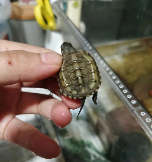 鲫鱼仙人掌草龟的养殖方法是什么？