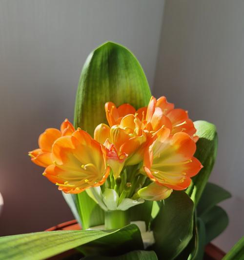 君子兰开花前的特征有哪些？