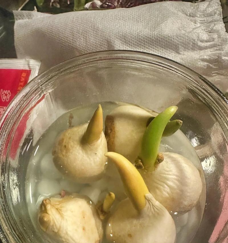 断掉的玫瑰花如何水培？