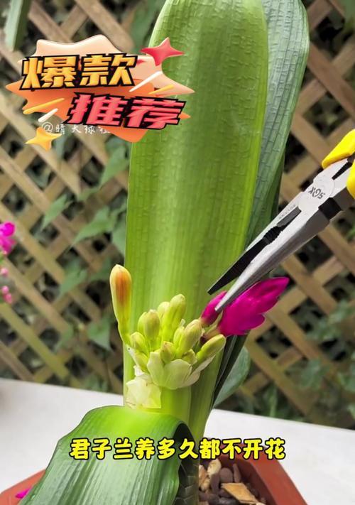 老桩君子兰修剪枝条的正确方法是什么？