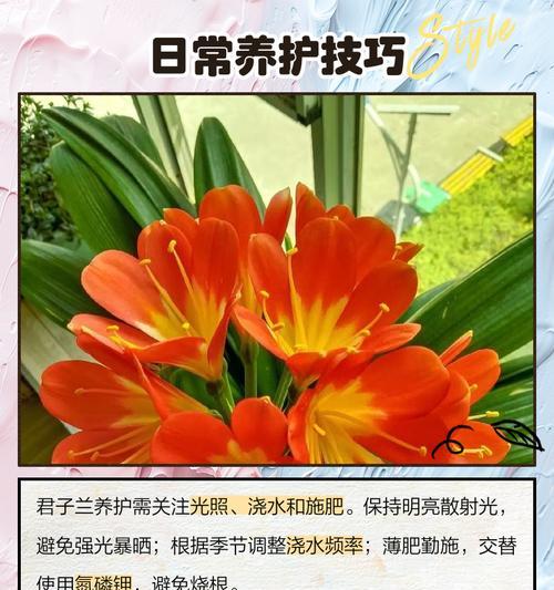 老桩君子兰修剪枝条的正确方法是什么？