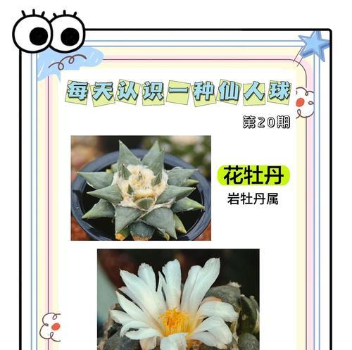 落地青瓷牡丹仙人球的养殖技巧是什么？