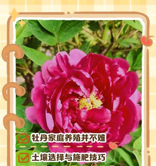 落地青瓷牡丹仙人球的养殖技巧是什么？