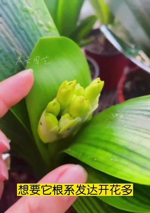 君子兰根多不开花的解决方法是什么？