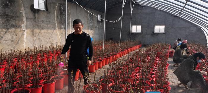 江浙地区牡丹花萌芽时间是什么时候？