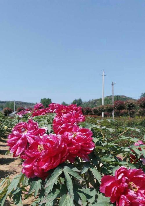 江浙地区牡丹花萌芽时间是什么时候？