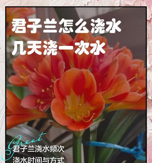 用水苔养殖君子兰开花的秘诀是什么？