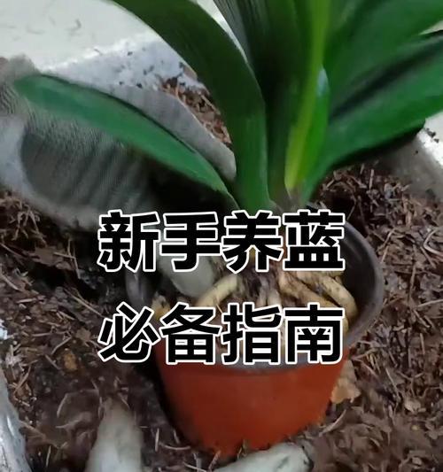 用水苔养殖君子兰开花的秘诀是什么？
