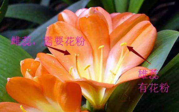 用水苔养殖君子兰开花的秘诀是什么？