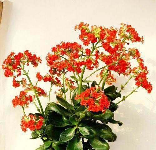 君子兰长寿花肥料配比方法是什么？
